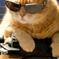 funny cat