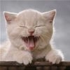 Puh Cat t