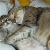 Sleeping Together366 t