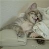 Sleeping With A Mouse t