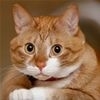 This Cat Is So Innocent t