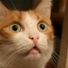 What Has Been Seen t