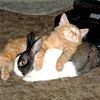 With A Bunny t