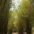DSC 0017