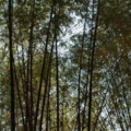 DSC 0020