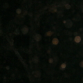 DSC00884