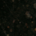 DSC00888