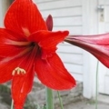 Lily สีแดง