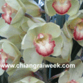orchid 1