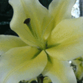 lilly 1