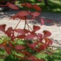 IMGP0075