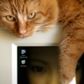 PhotoFunia 53eb0