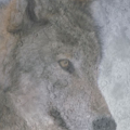 wolf moon big