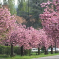 Tulipe 18 4 09 037