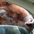 bison