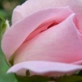 หอมชมพู