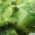 b44