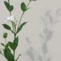 IMG 0006 resize