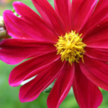 flower 15