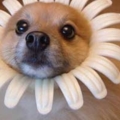 flower dog