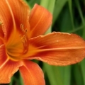 dlily2