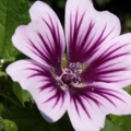 P7012534b