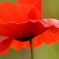 poppy2006