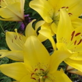 YELLOW LILY