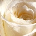 WHITE ROSE