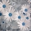 WHITE MUM