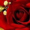RED ROSE