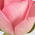 PALE PINK ROSE