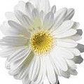 WHITE MUM
