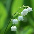 WILD FLOWER