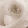 WHITE ROSE