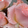 a wet pink rose