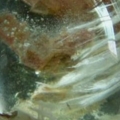DSCN6931