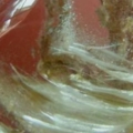 DSCN6925