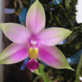 Phal. Vio sumatra