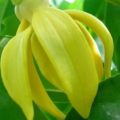 kadungnga