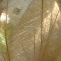 DSCN3310