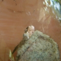 DSCN2720