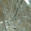 DSCN2209