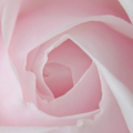 pink rose2