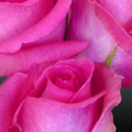 sweet roses