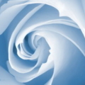 roseblue1