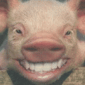 หมูยิ้ม