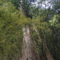 DSCF3377ไม้ป่าพรรณสูงลำต้นใหญ่หลายคนโอบ