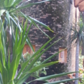DSCF3574 นอนเล่นเอนกาย