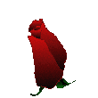 Rose 04